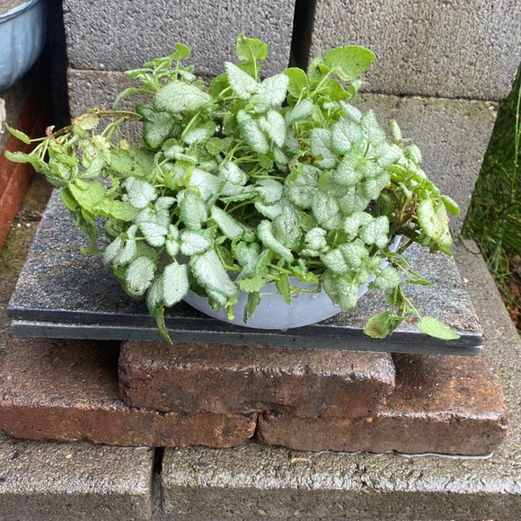 Spotted dead nettle Botanical name: Lamium maculatum Ground Cover - Picture 4 of 9